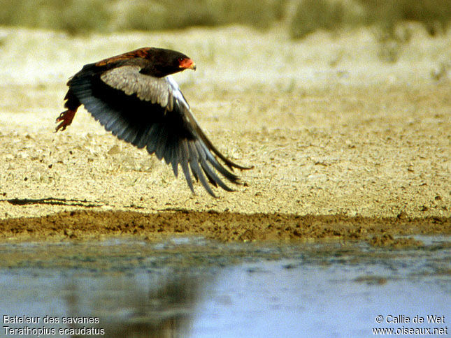 Bateleur des savanes mâle adulte