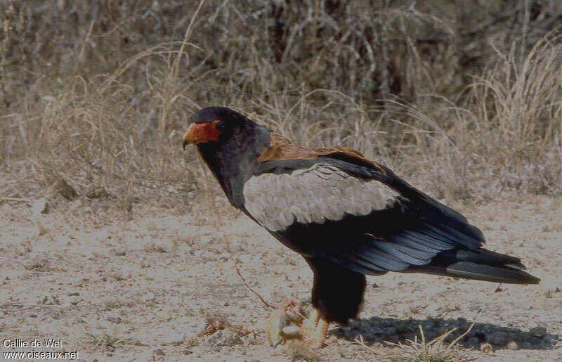 Bateleur des savanes mâle adulte, mange