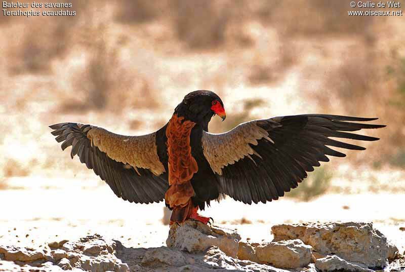 Bateleur des savanes mâle adulte