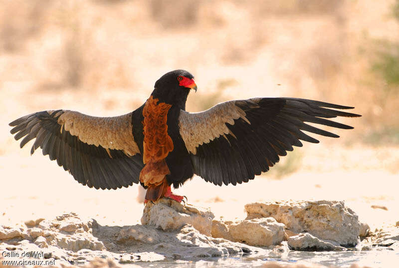 Bateleur male adult, pigmentation, Behaviour