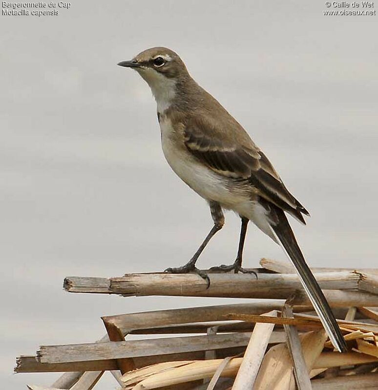 Cape Wagtailadult