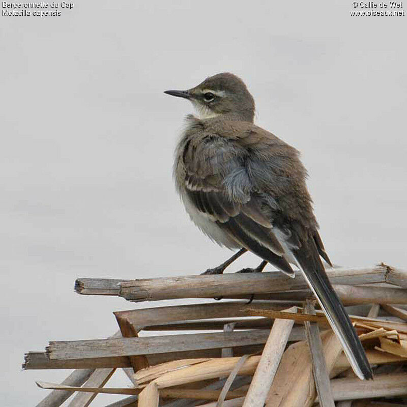 Cape Wagtailadult