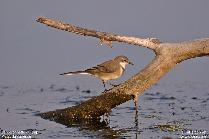 Cape Wagtail