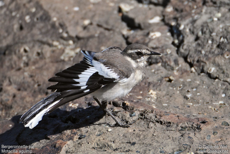 African Pied Wagtailimmature