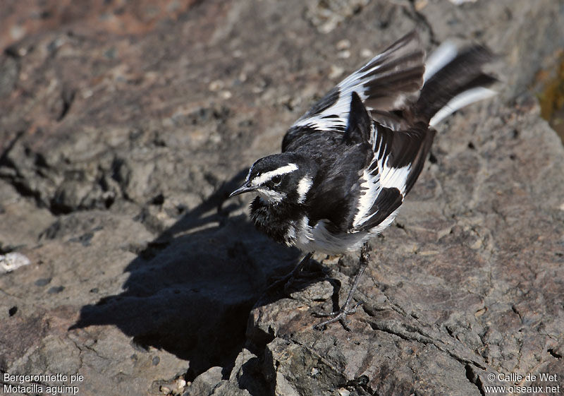 African Pied Wagtailadult