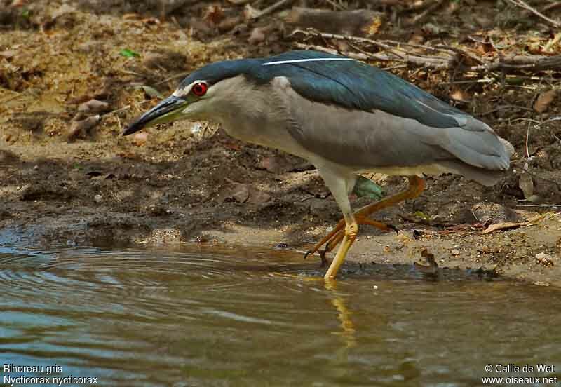 Black-crowned Night Heronadult