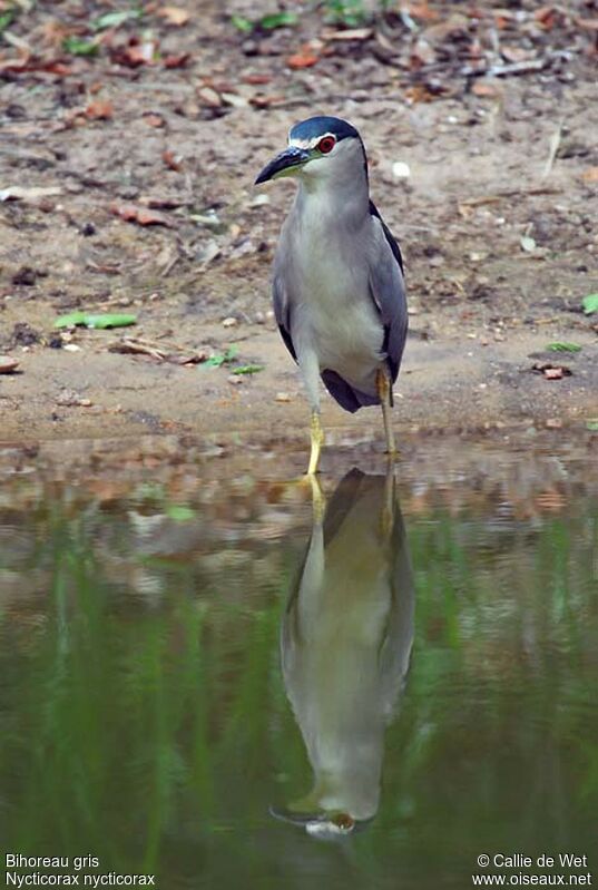 Black-crowned Night Heronadult