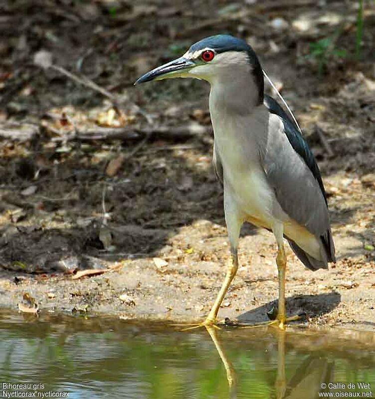 Black-crowned Night Heronadult