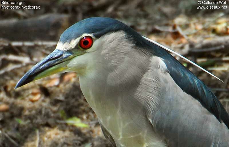 Black-crowned Night Heronadult