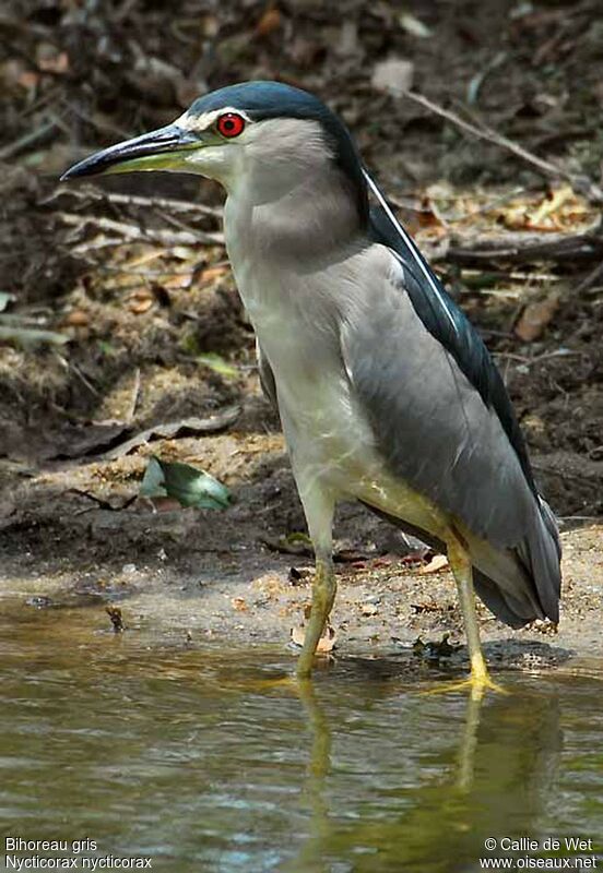 Black-crowned Night Heronadult