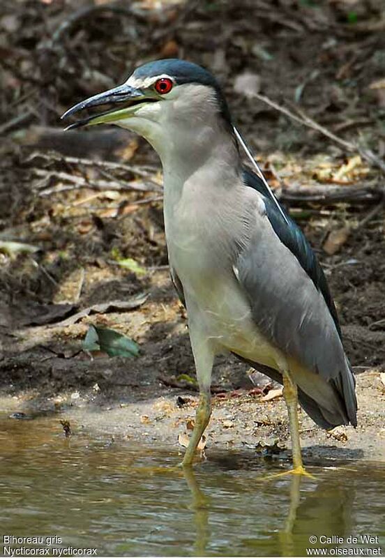 Black-crowned Night Heronadult