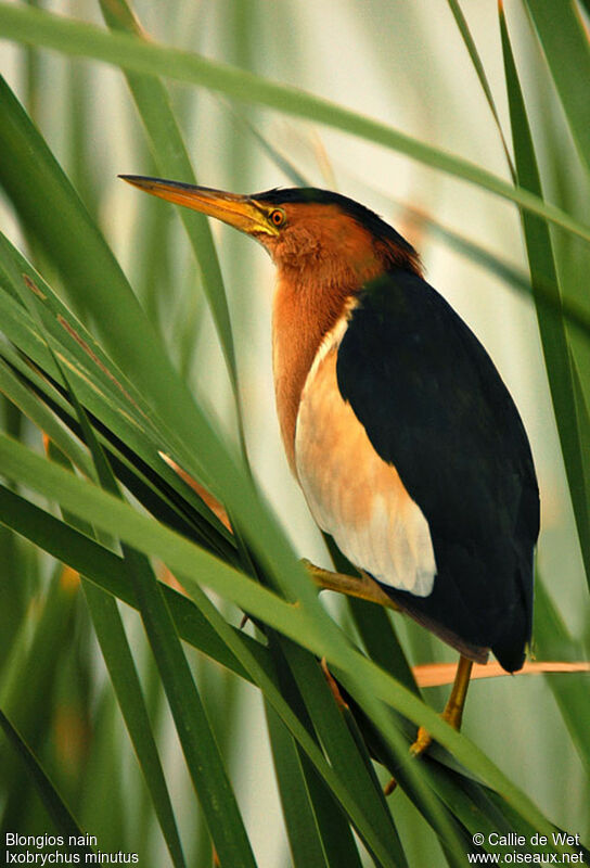 Little Bittern