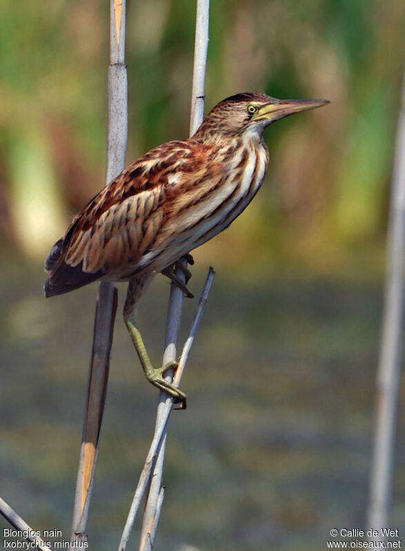 Little Bitternjuvenile