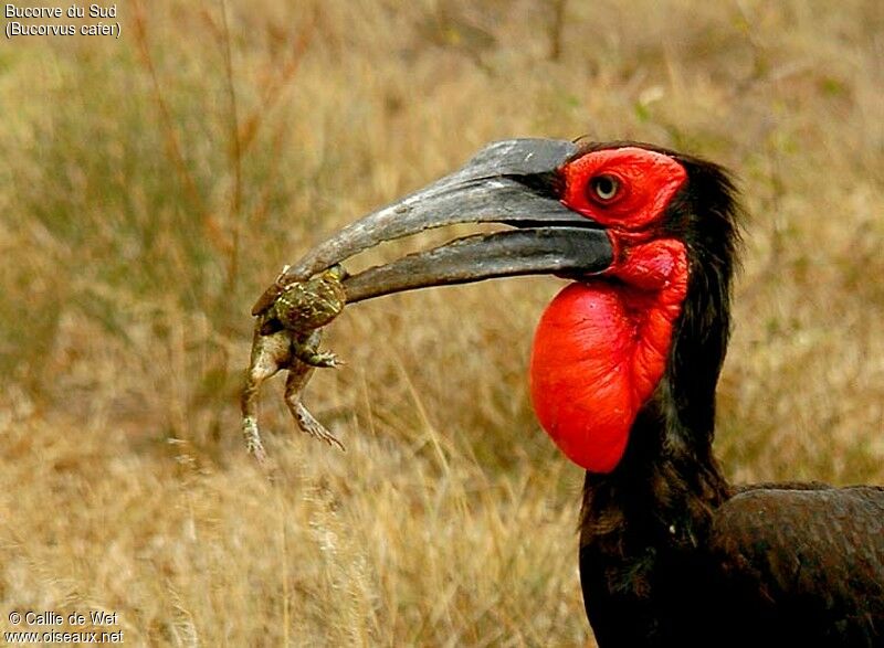 Southern Ground Hornbill male adult