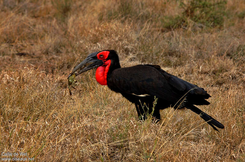 Bucorve du Sud mâle adulte, régime, pêche/chasse