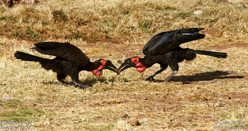 Southern Ground Hornbill adult