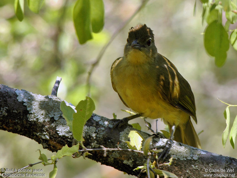 Bulbul à poitrine jauneadulte