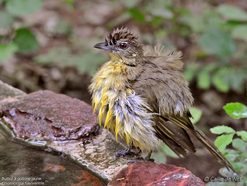 Bulbul à poitrine jaune