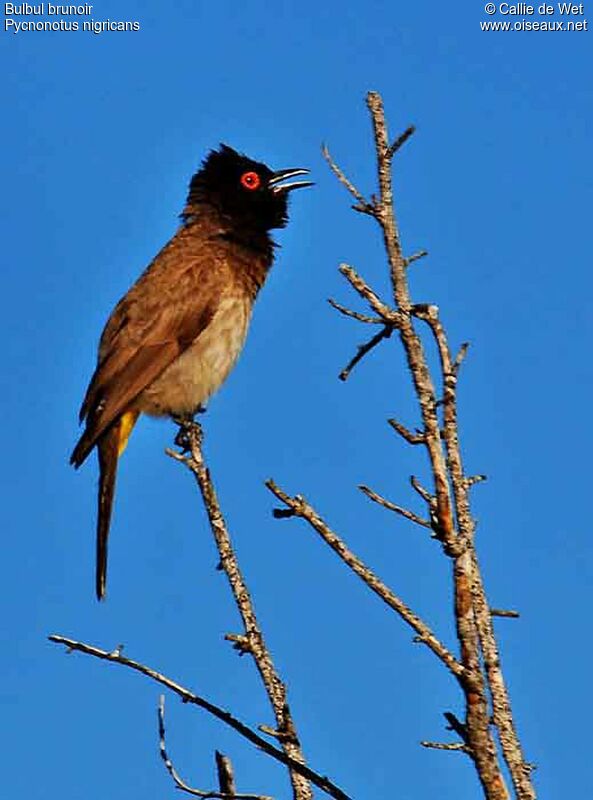 African Red-eyed Bulbuladult