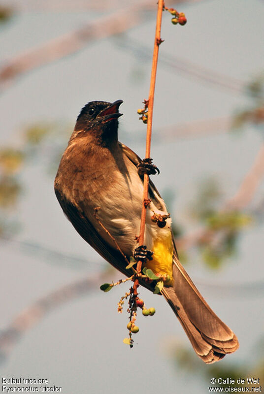 Dark-capped Bulbul