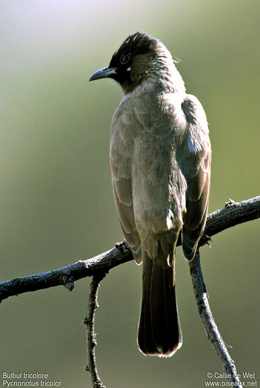 Dark-capped Bulbul