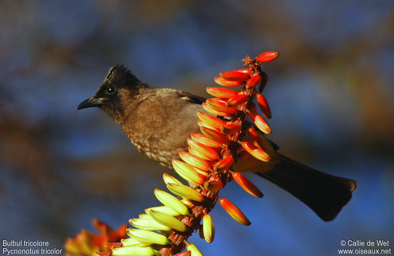 Bulbul tricolore