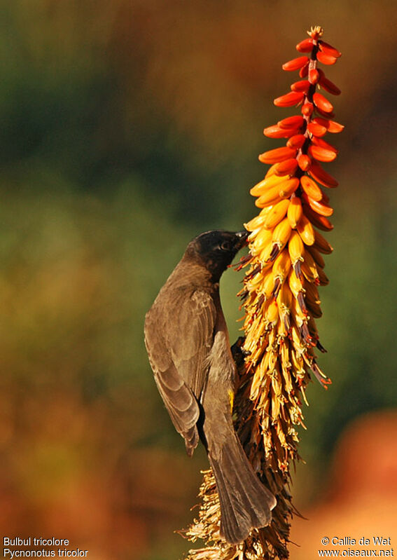 Bulbul tricolore