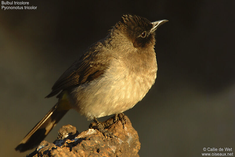 Dark-capped Bulbul