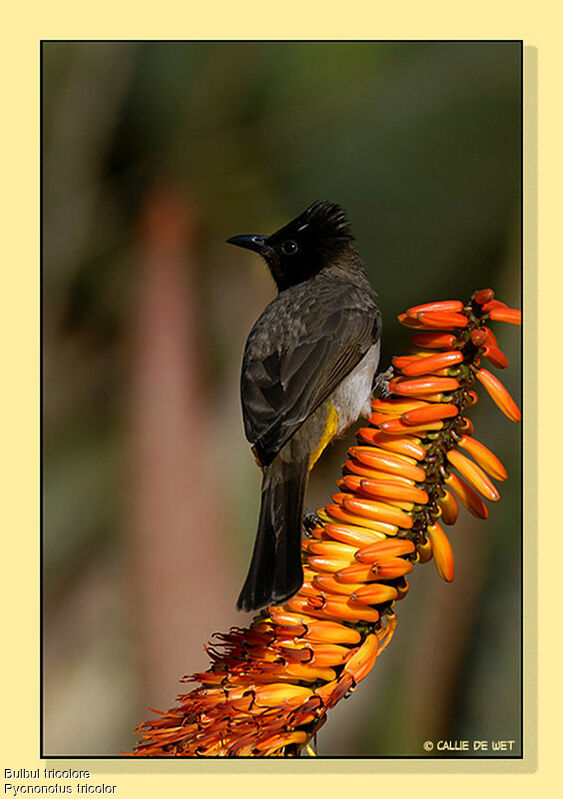 Dark-capped Bulbul