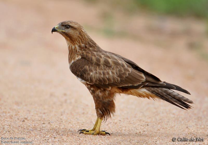 Common Buzzard (vulpinus)