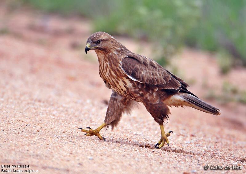 Common Buzzard (vulpinus)