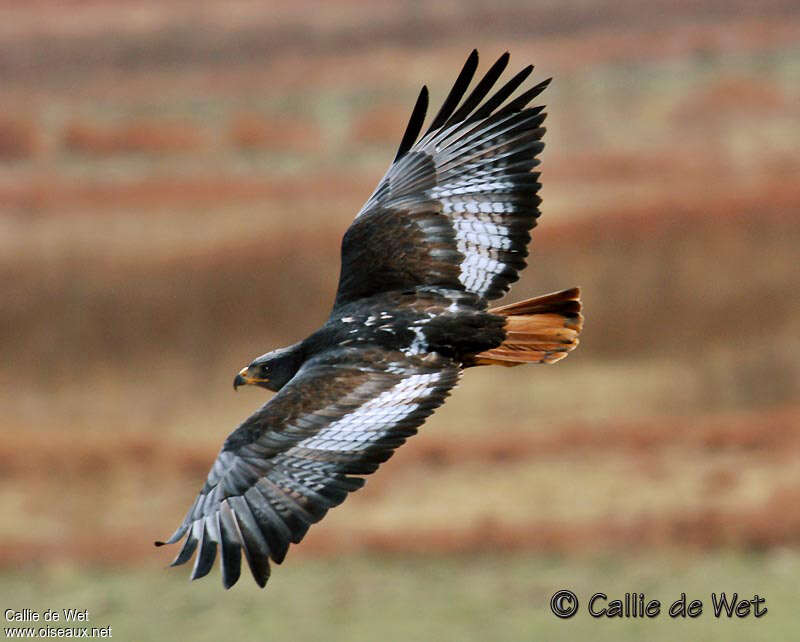 Jackal Buzzardadult, Flight