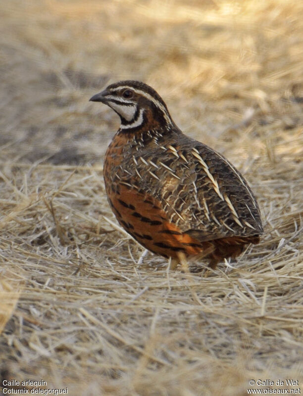 Harlequin Quail male adult