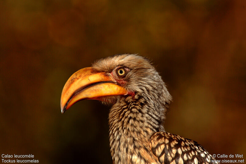 Southern Yellow-billed Hornbill