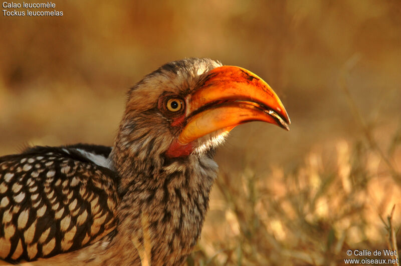 Southern Yellow-billed Hornbill