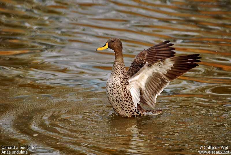 Canard à bec jauneadulte