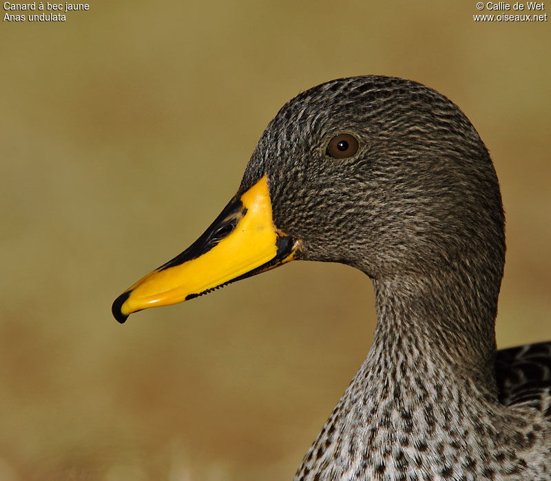 Canard à bec jauneadulte