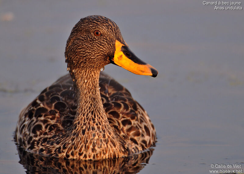 Canard à bec jauneadulte