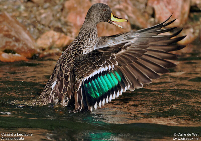 Canard à bec jauneadulte