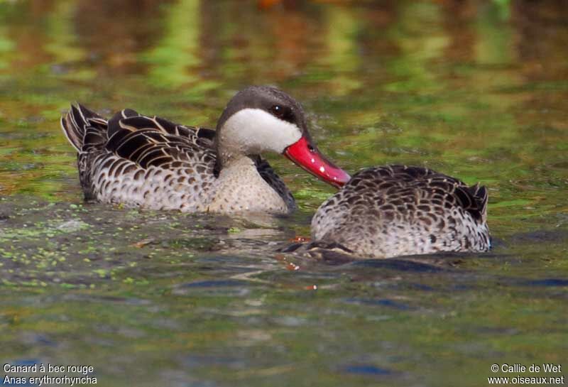 Red-billed Teal male adult