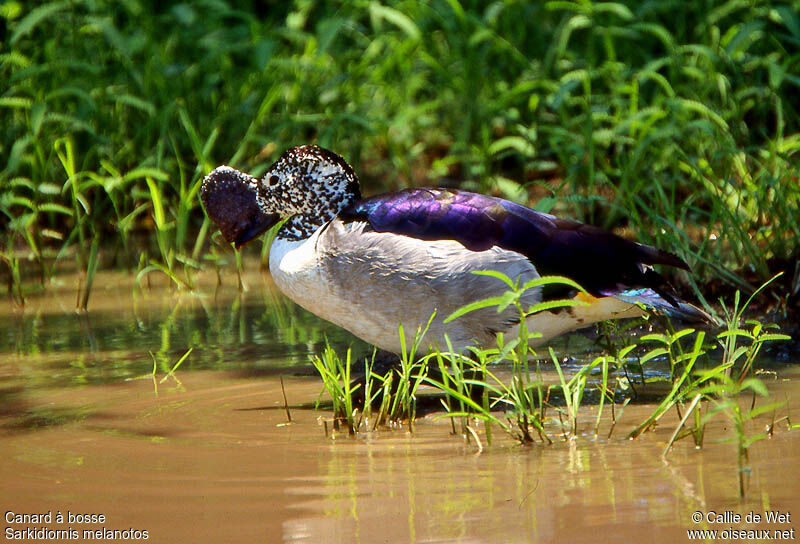 Knob-billed Duck male adult