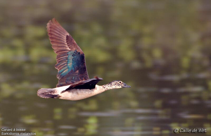 Knob-billed Duck female