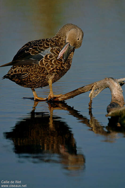 Cape Shoveler female adult, care, Behaviour