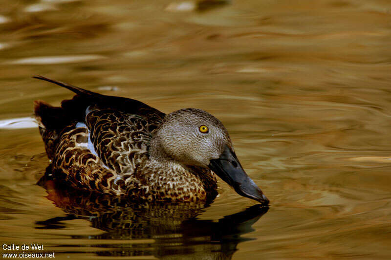 Cape Shoveler male adult, identification