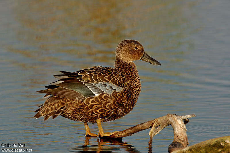 Cape Shoveler female adult, identification