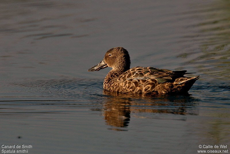 Canard de Smith femelle adulte