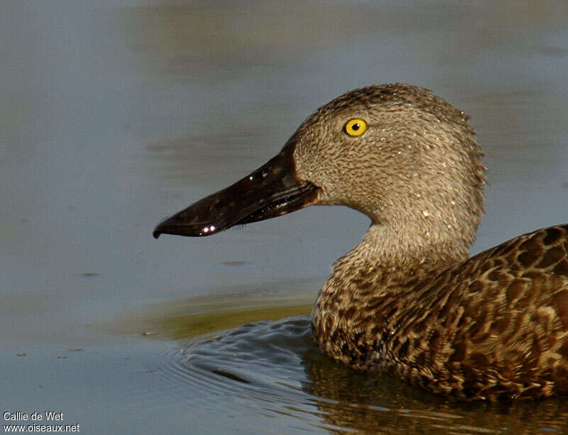 Cape Shoveler male adult, close-up portrait