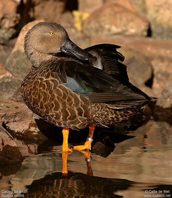 Cape Shoveler male adult