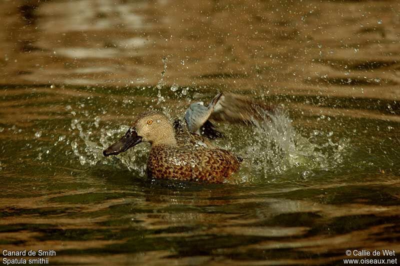 Cape Shoveler male adult