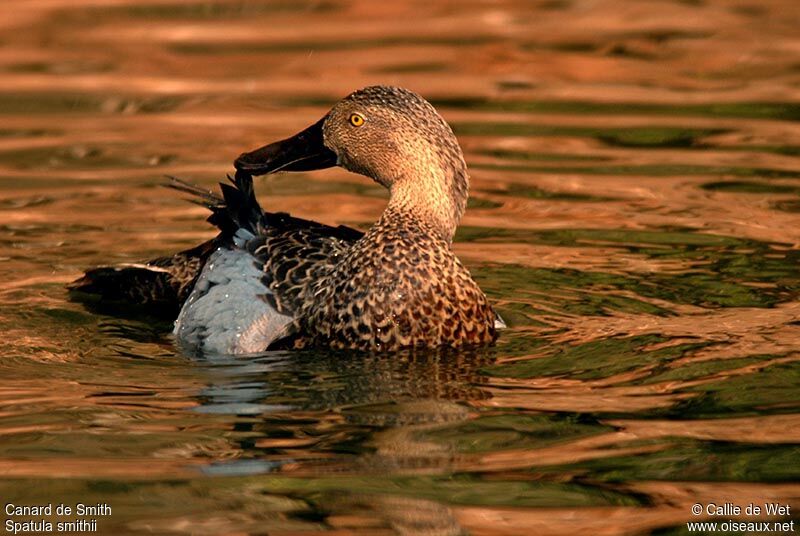 Cape Shoveler male adult